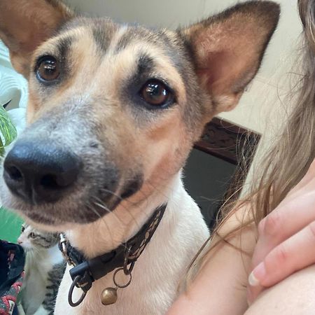 Alass Ga For Pets Lovers 亭可马里 外观 照片