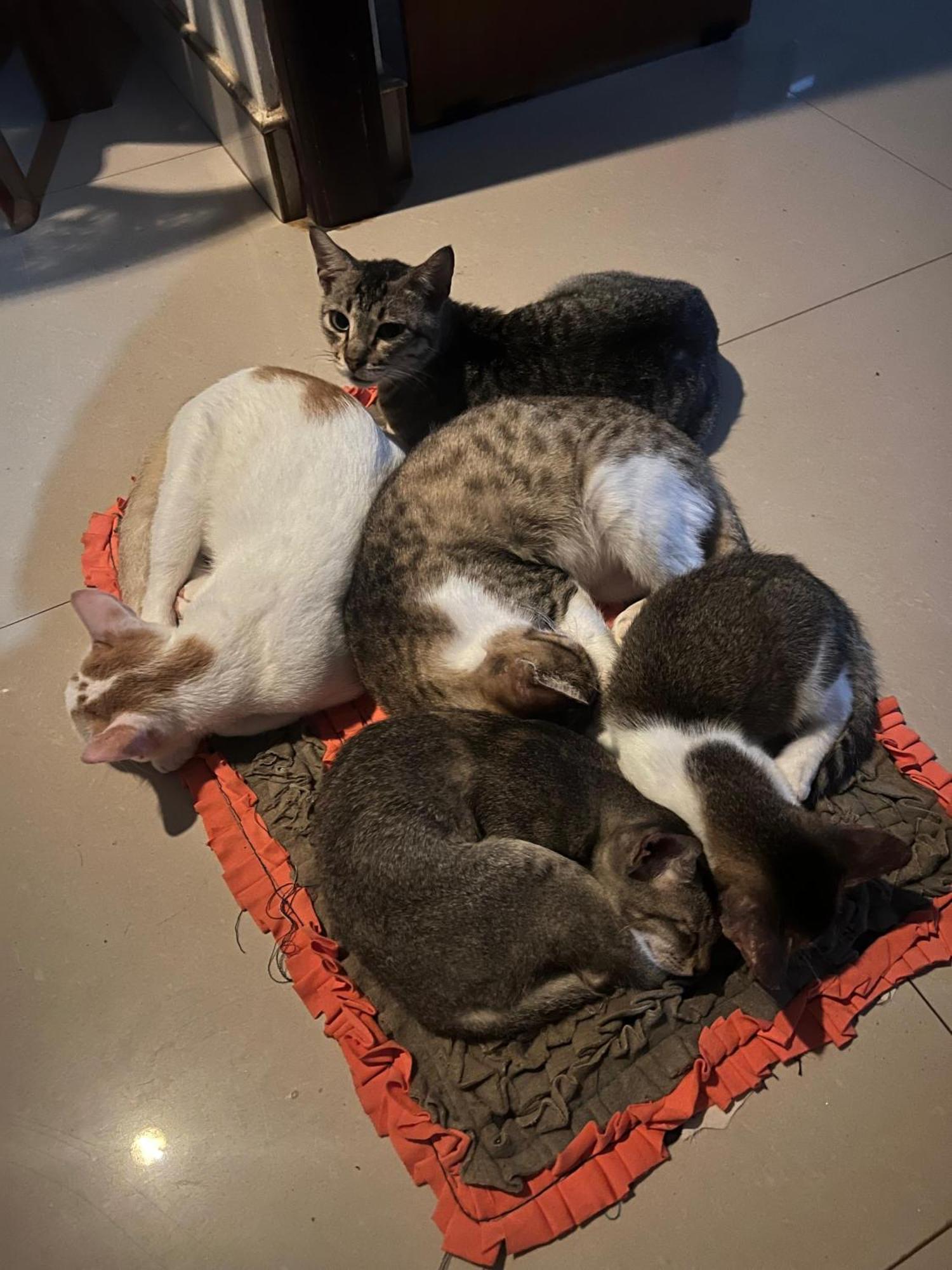 Alass Ga For Pets Lovers 亭可马里 外观 照片