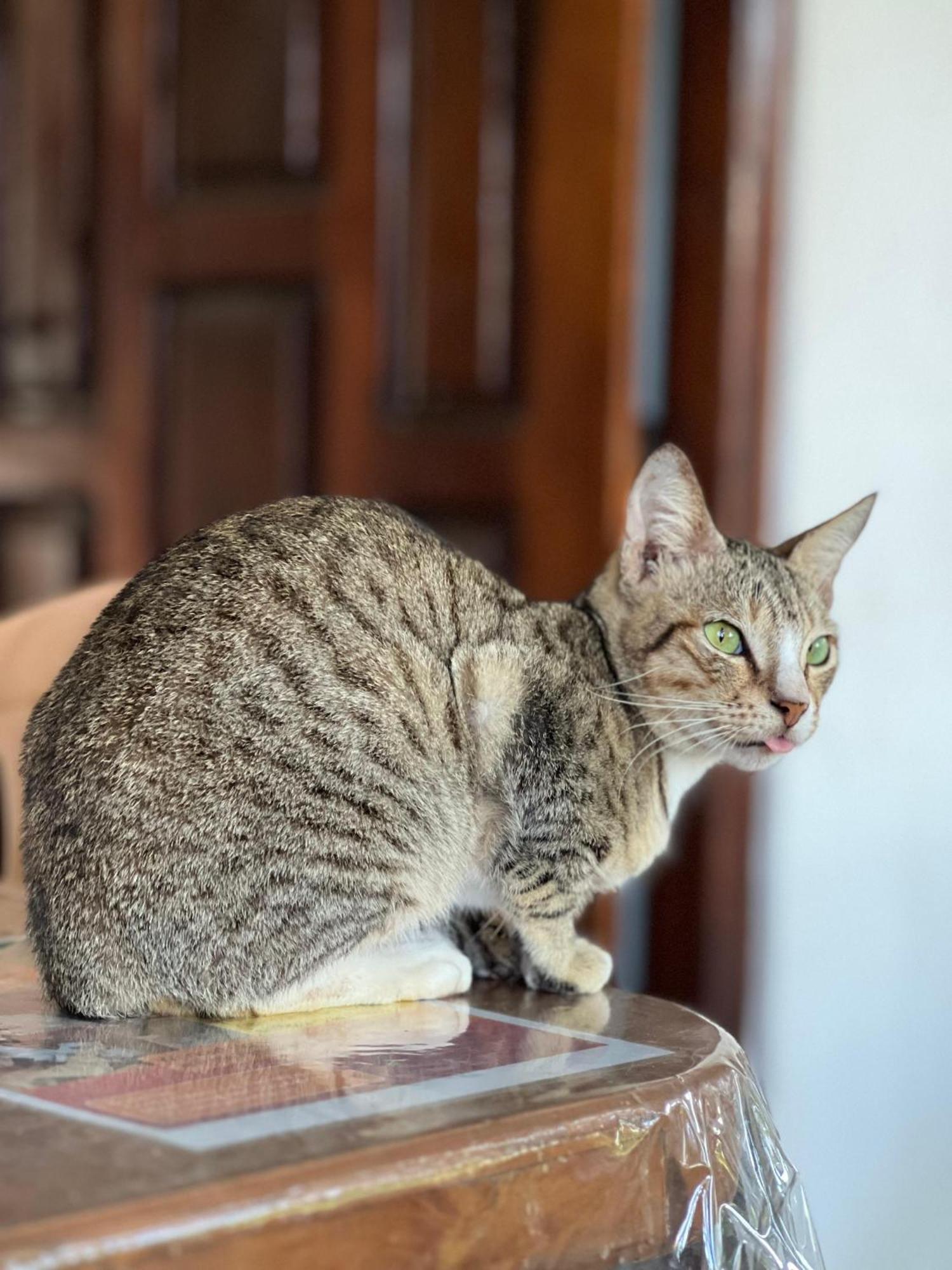 Alass Ga For Pets Lovers 亭可马里 外观 照片