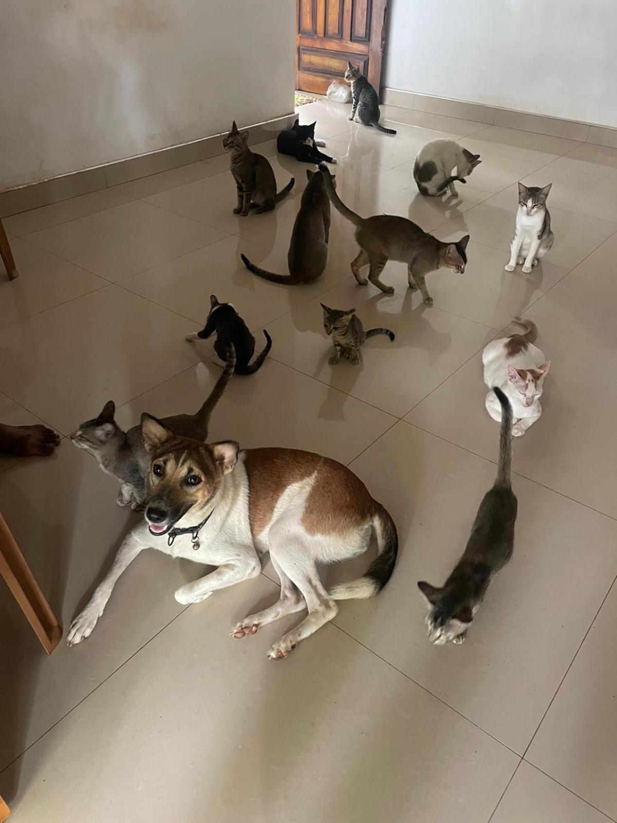 Alass Ga For Pets Lovers 亭可马里 外观 照片