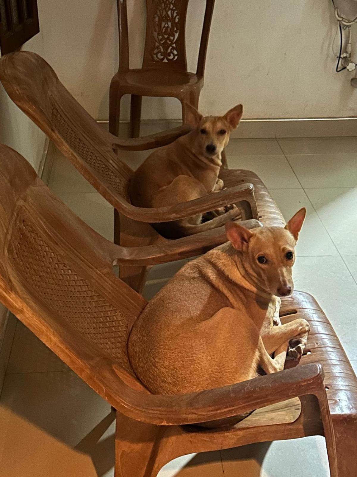 Alass Ga For Pets Lovers 亭可马里 外观 照片