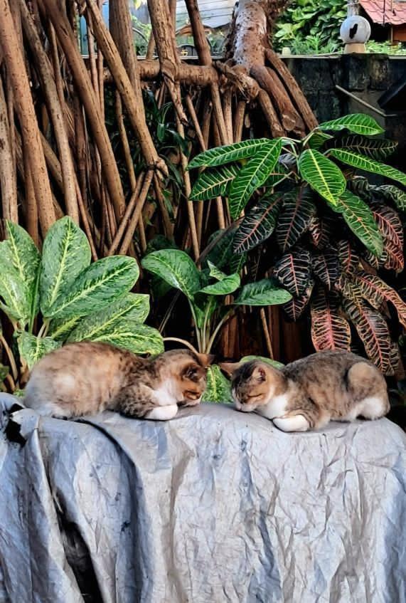 Alass Ga For Pets Lovers 亭可马里 外观 照片
